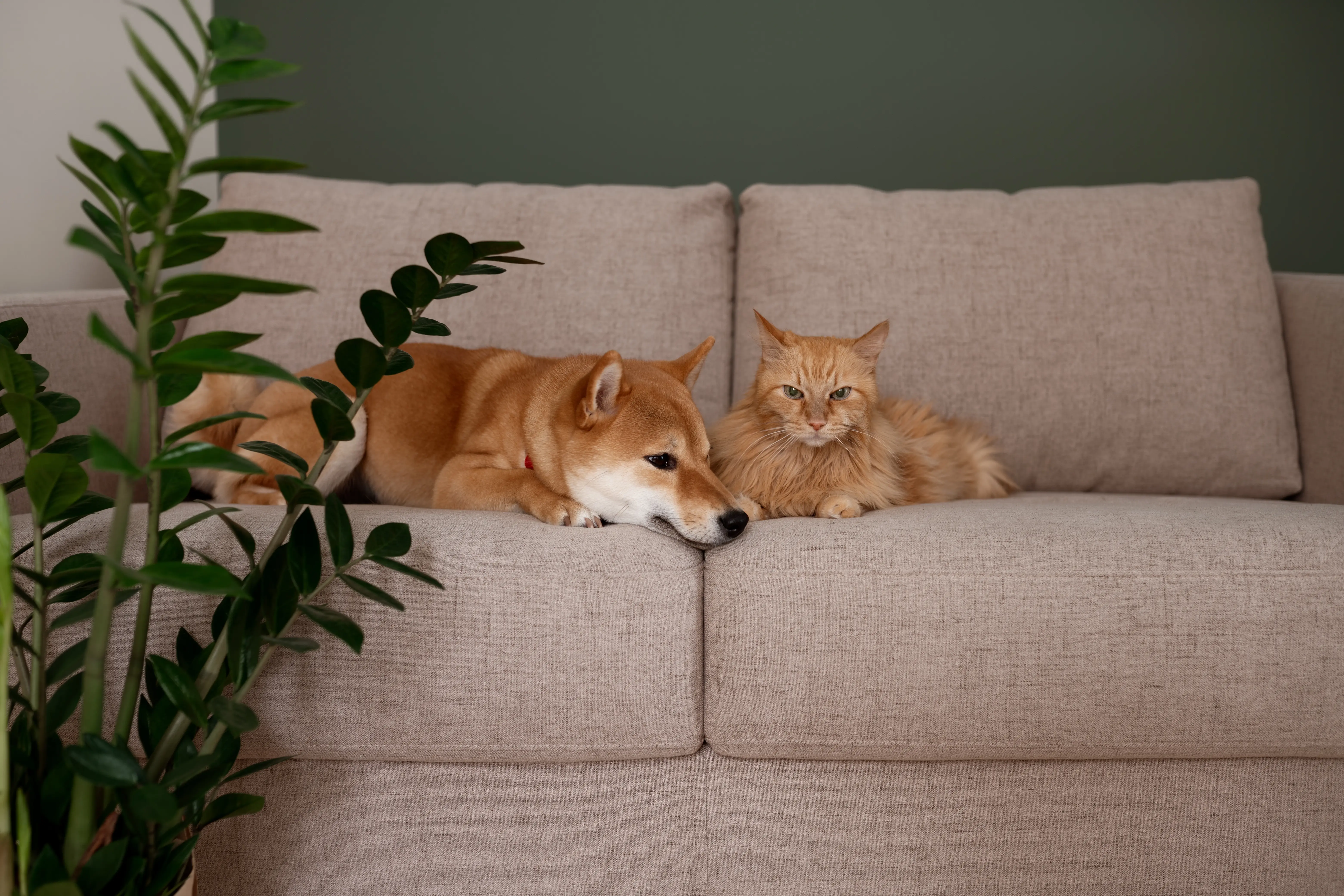 How to Keep Your Home Allergen-Free: A Cleaning Guide